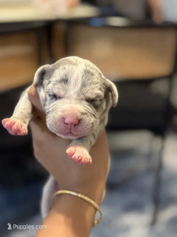 Mochi – American Bully puppy for sale in Lowell, MA