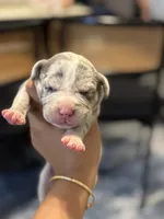 Mochi, a female American Bully for sale in Lowell, MA – 1 of 2