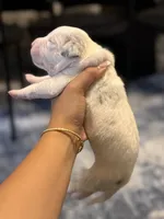Moon, a female American Bully for sale in Lowell, MA – 2 of 3