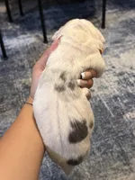 Moon, a female American Bully for sale in Lowell, MA – 3 of 3