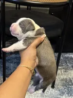 Daisy , a female American Bully for sale in Lowell, MA – 2 of 2