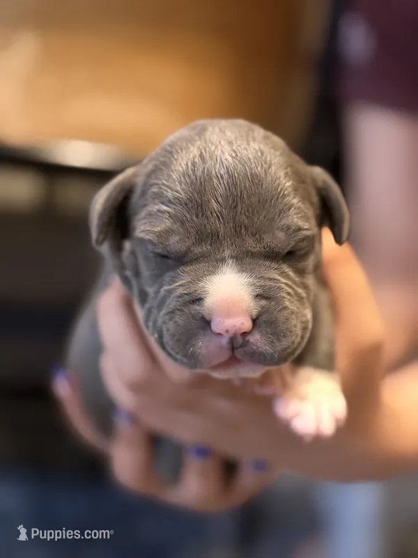 Comet – American Bully puppy for sale in Lowell, MA