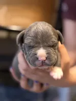 Comet, a male American Bully for sale in Lowell, MA – 1 of 3