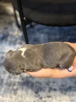 Comet, a male American Bully for sale in Lowell, MA – 2 of 3