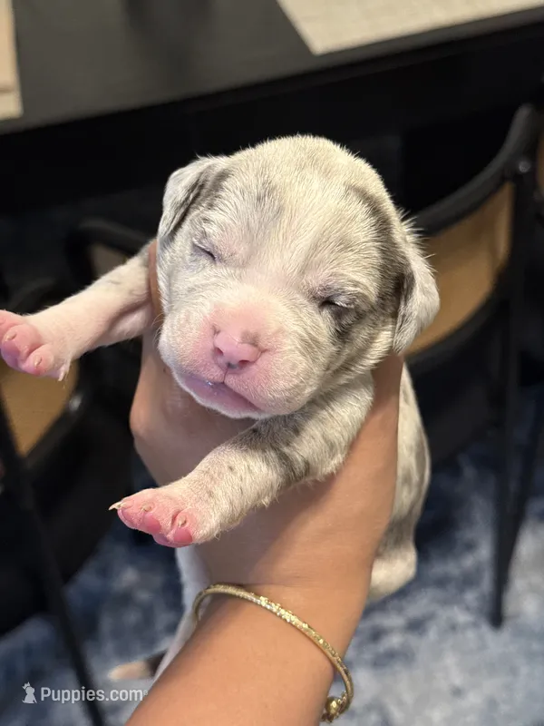 Yuna – American Bully puppy for sale in Lowell, MA