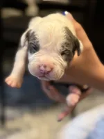 Ash, a male American Bully for sale in Lowell, MA – 2 of 2