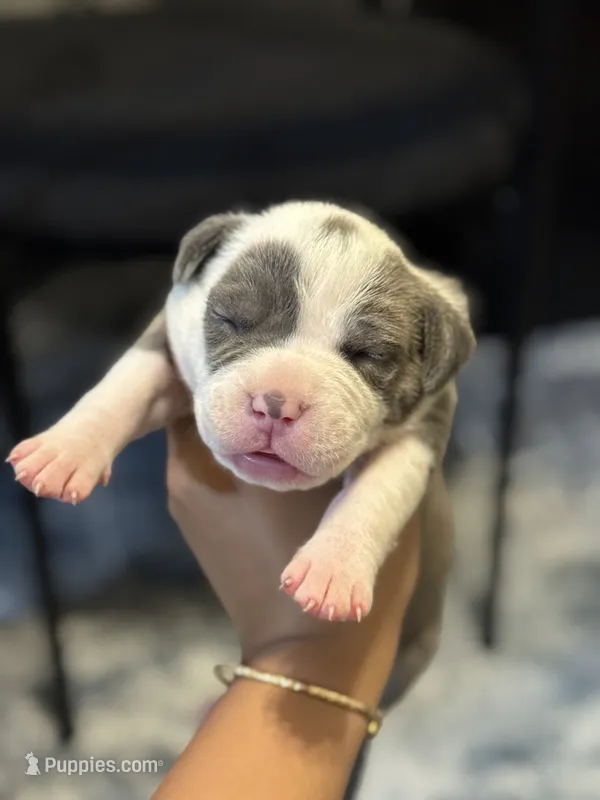 Daisy  – American Bully puppy for sale in Lowell, MA