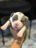 Daisy , a female American Bully for sale in Lowell, MA – 1 of 2