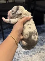 Yuna, a female American Bully for sale in Lowell, MA – 2 of 2