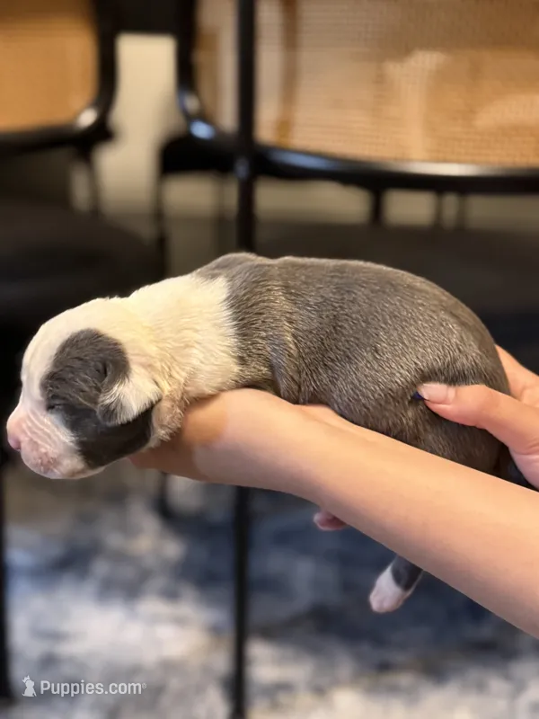 Ash – American Bully puppy for sale in Lowell, MA