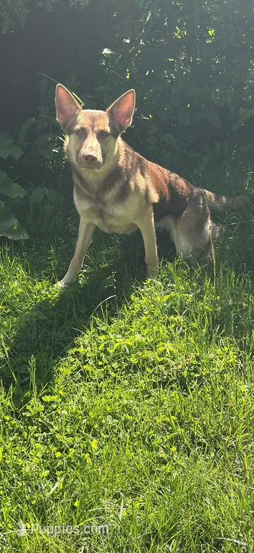 Athena – Belgian Malinois, German Shepherd Dog puppy for sale in Bolingbrook, IL