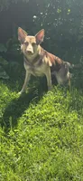 Athena, a female Belgian Malinois and German Shepherd Dog for sale in Bolingbrook, IL – 1 of 1