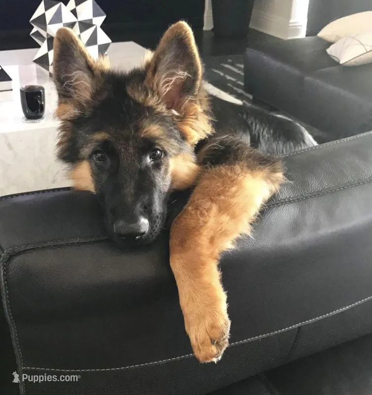 Stylez  – German Shepherd Dog puppy for sale in El Paso City, TX