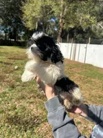 Purebred Shih Tzu ACA Female 3, a female Shih Tzu for sale in Citra, FL – Photo 3 of 3