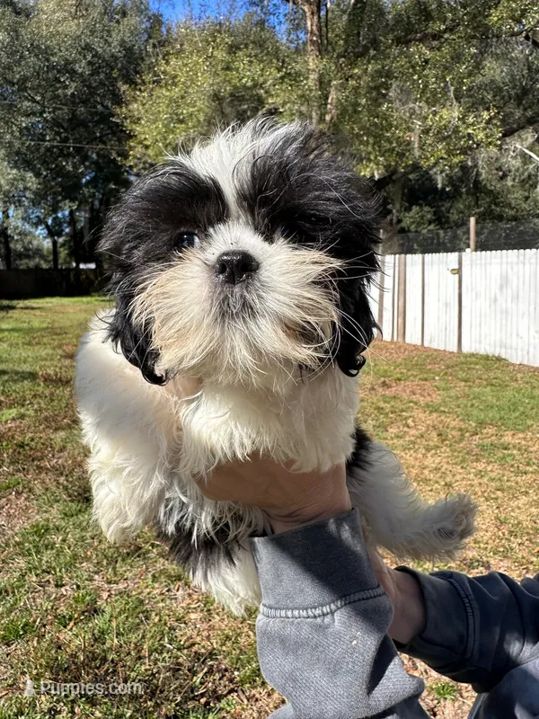 Purebred Shih Tzu ACA Female 3