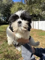 Purebred Shih Tzu ACA Female 3, a female Shih Tzu for sale in Citra, FL – Photo 1 of 3