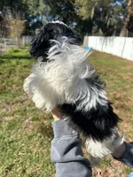 Purebred Shih Tzu ACA Female 3, a female Shih Tzu for sale in Citra, FL – Photo 2 of 3