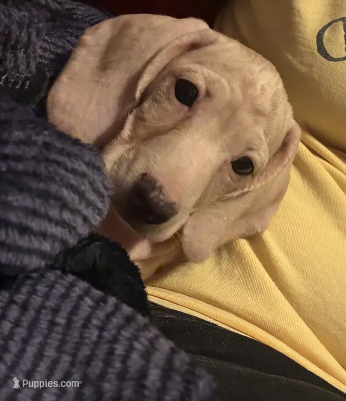 Nova – Miniature Dachshund puppy for sale in York, PA