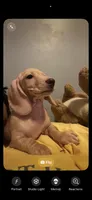 Nova, a female Miniature Dachshund for sale in York, PA – 2 of 3