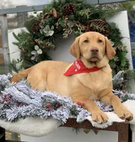Nala, a female Labrador Retriever for sale in Giddings, TX – Photo 3 of 4