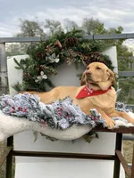 Nala, a female Labrador Retriever for sale in Giddings, TX – Photo 4 of 4