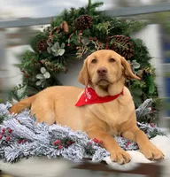 Nala, a female Labrador Retriever for sale in Giddings, TX – Photo 2 of 4