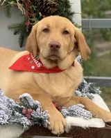 Nala, a female Labrador Retriever for sale in Giddings, TX – Photo 1 of 4