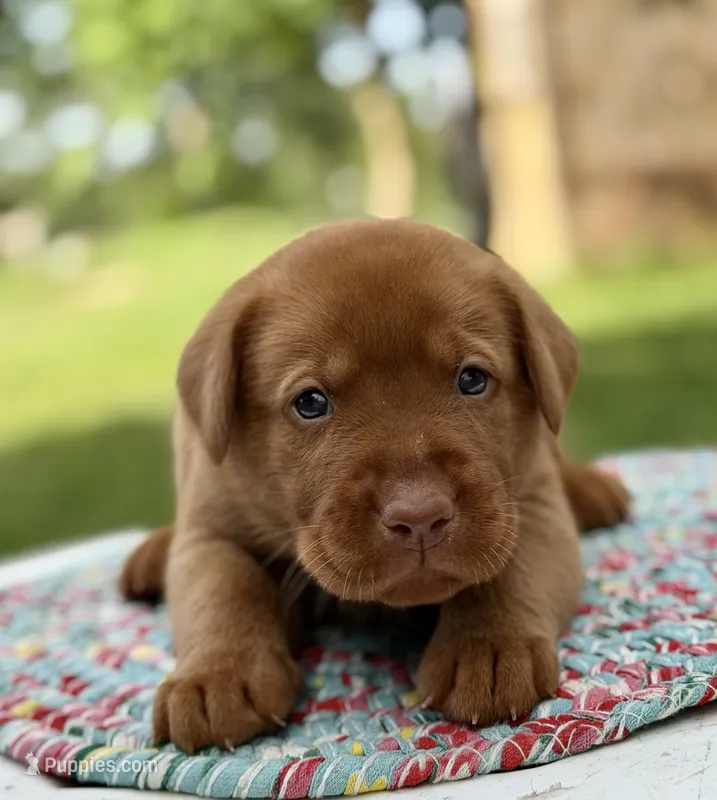 Foxy Red – Labrador Retriever puppy for sale in Giddings, TX