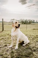 Lite Red Boy, a male Labrador Retriever for sale in Giddings, TX – Photo 4 of 5