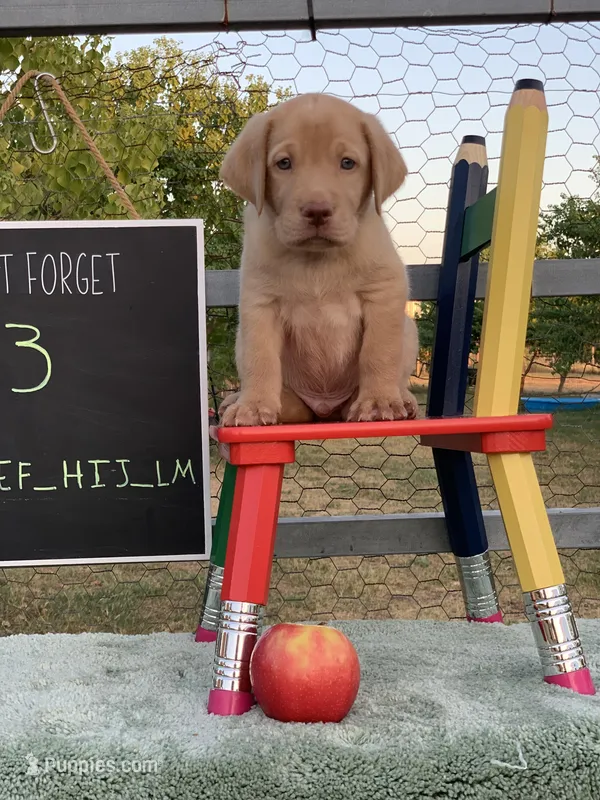 Lite Red Boy, a male Labrador Retriever for sale in Giddings, TX – Photo 1 of 5