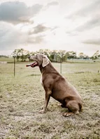 Lite Red Boy, a male Labrador Retriever for sale in Giddings, TX – Photo 5 of 5