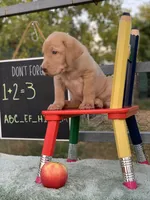 Lite Red Boy, a male Labrador Retriever for sale in Giddings, TX – Photo 3 of 5