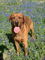 Black Girl, a female Labrador Retriever for sale in Giddings, TX – Photo 2 of 3