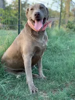 Black Girl, a female Labrador Retriever for sale in Giddings, TX – Photo 3 of 3