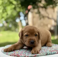 Foxy Red, a male Labrador Retriever for sale in Giddings, TX – 2 of 4