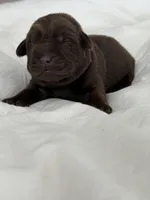 Chocolate girl , a female Labrador Retriever for sale in Giddings, TX – Photo 3 of 4