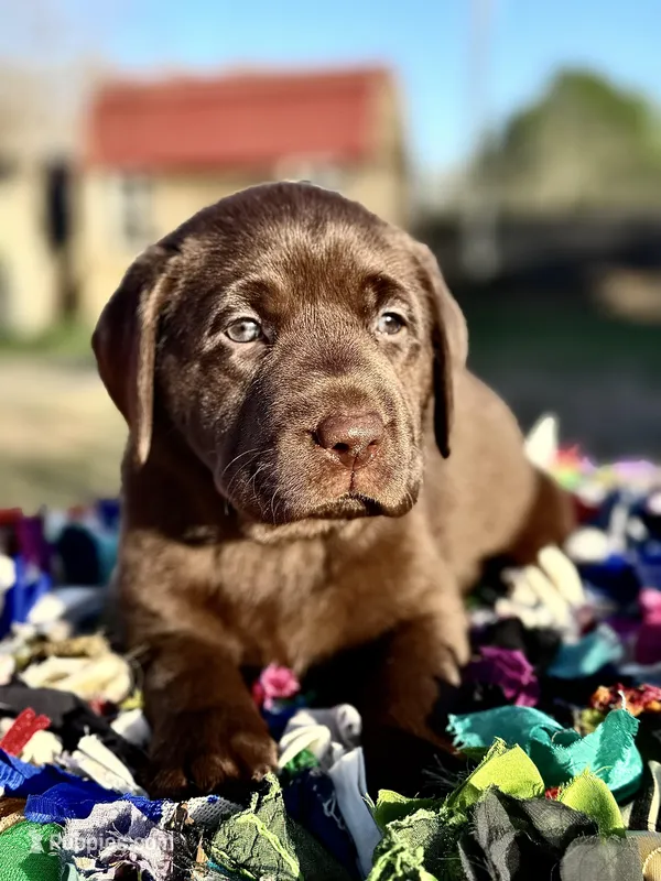 Chocolate girl  – Labrador Retriever puppy for sale in Giddings, TX