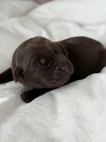 Chocolate girl , a female Labrador Retriever for sale in Giddings, TX – Photo 4 of 4