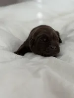 Chocolate girl , a female Labrador Retriever for sale in Giddings, TX – Photo 1 of 4