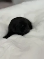 Black Girl, a female Labrador Retriever for sale in Giddings, TX – Photo 3 of 3