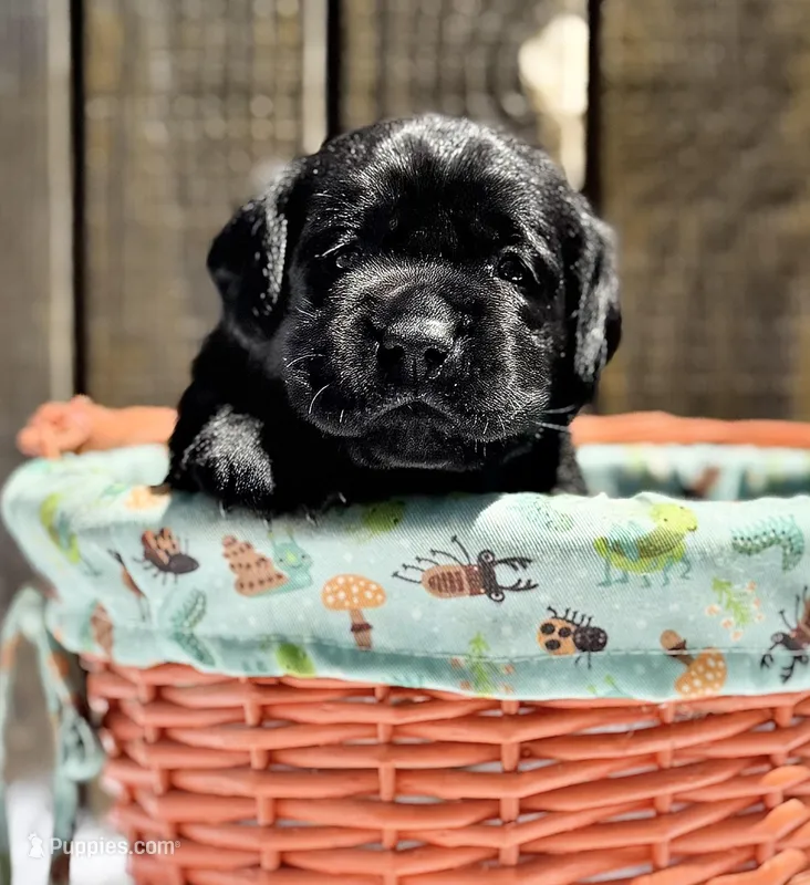 Black Girl – Labrador Retriever puppy for sale in Giddings, TX