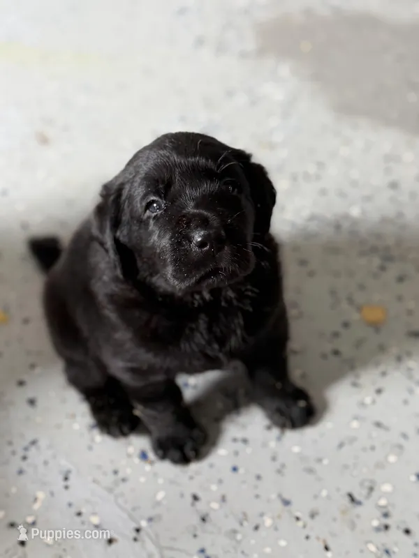 Black Girl – Labrador Retriever puppy for sale in Giddings, TX