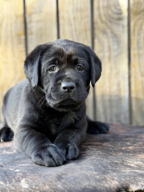 Black Girl – Labrador Retriever puppy for sale in Giddings, TX