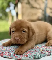 Foxy Red, a male Labrador Retriever for sale in Giddings, TX – 4 of 4