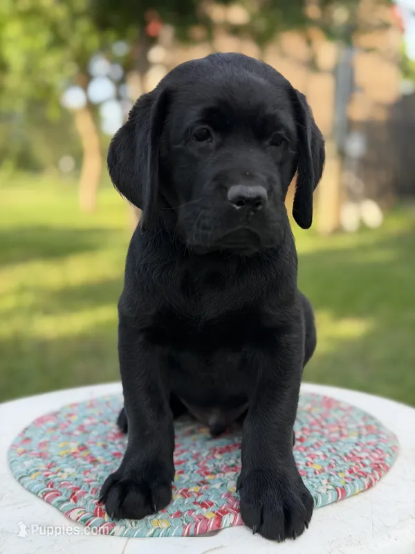 Drake – Labrador Retriever puppy for sale in Giddings, TX