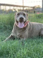 Chocolate Boy, a male Labrador Retriever for sale in Giddings, TX – Photo 3 of 3