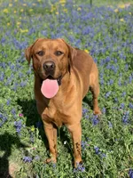 Chocolate Boy, a male Labrador Retriever for sale in Giddings, TX – Photo 2 of 3