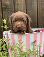 Chocolate Boy, a male Labrador Retriever for sale in Giddings, TX – Photo 1 of 3