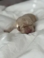 Yellow Girl, a female Labrador Retriever for sale in Giddings, TX – Photo 3 of 5