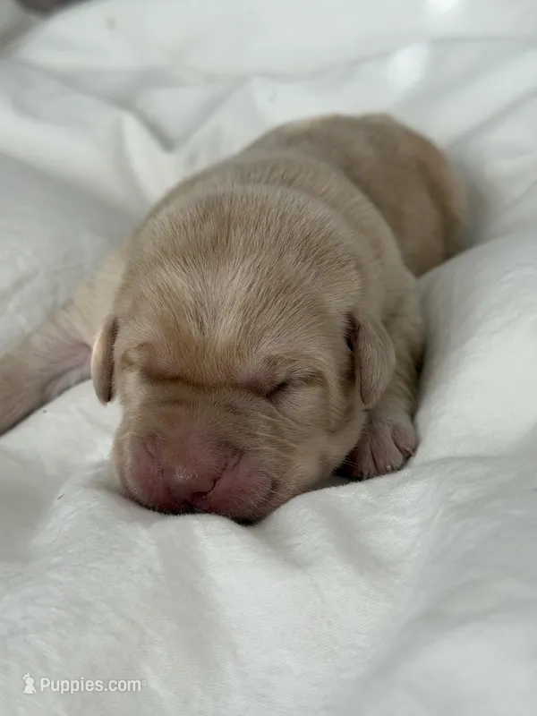 Yellow Girl, a female Labrador Retriever for sale in Giddings, TX – Photo 1 of 5